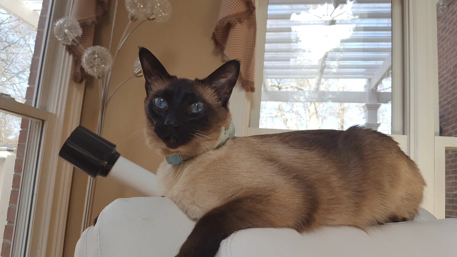 Lost cat in Simpsonville, SC, 29681