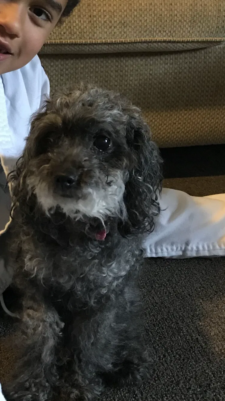 Lost dog in Concord, NH, 3301