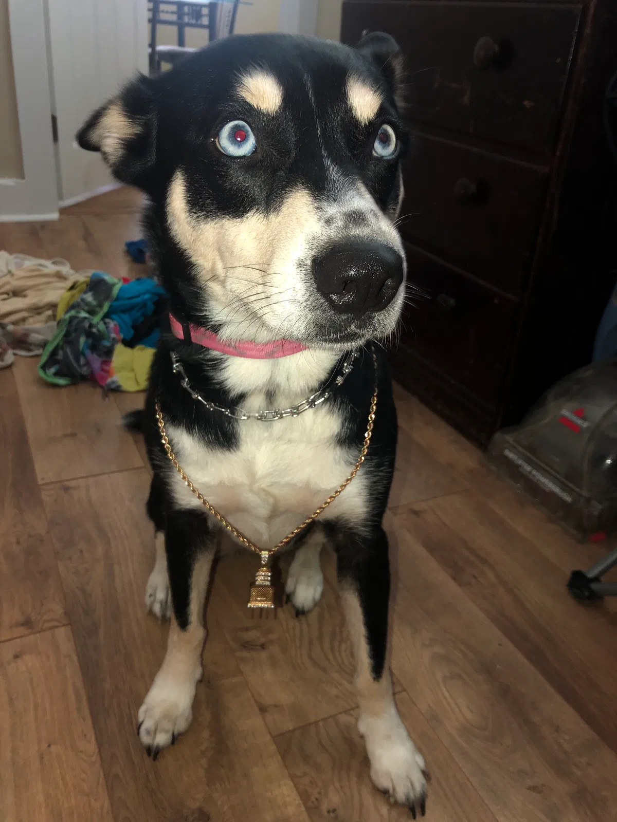 Lost dog in High Point, NC, 27260
