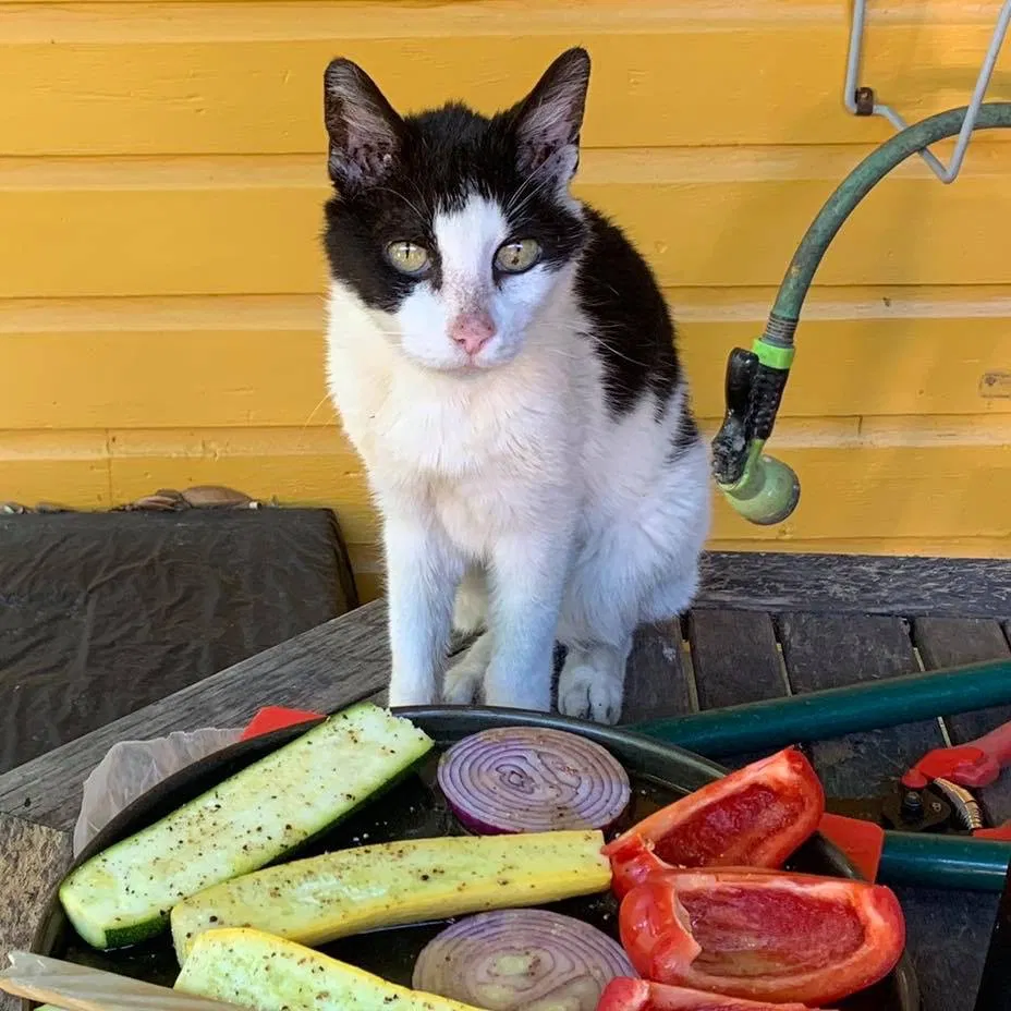 Lost cat in New Orleans, LA, 70115