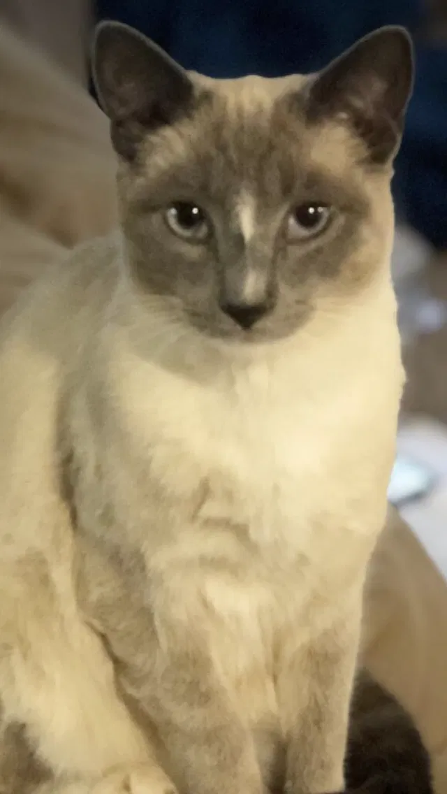 Lost cat in Foresthill, CA, 95631