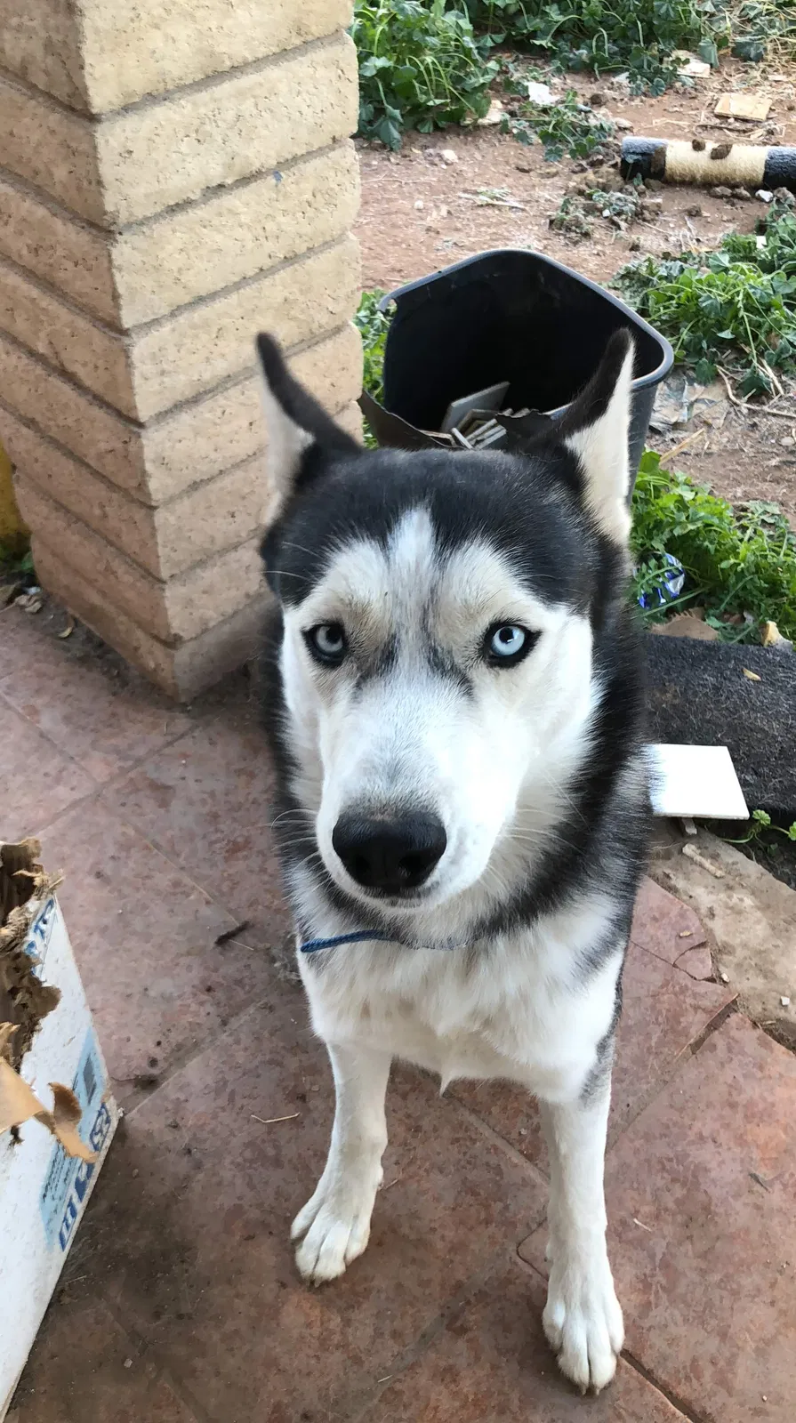 Lost dog in Phoenix, AZ, 85031