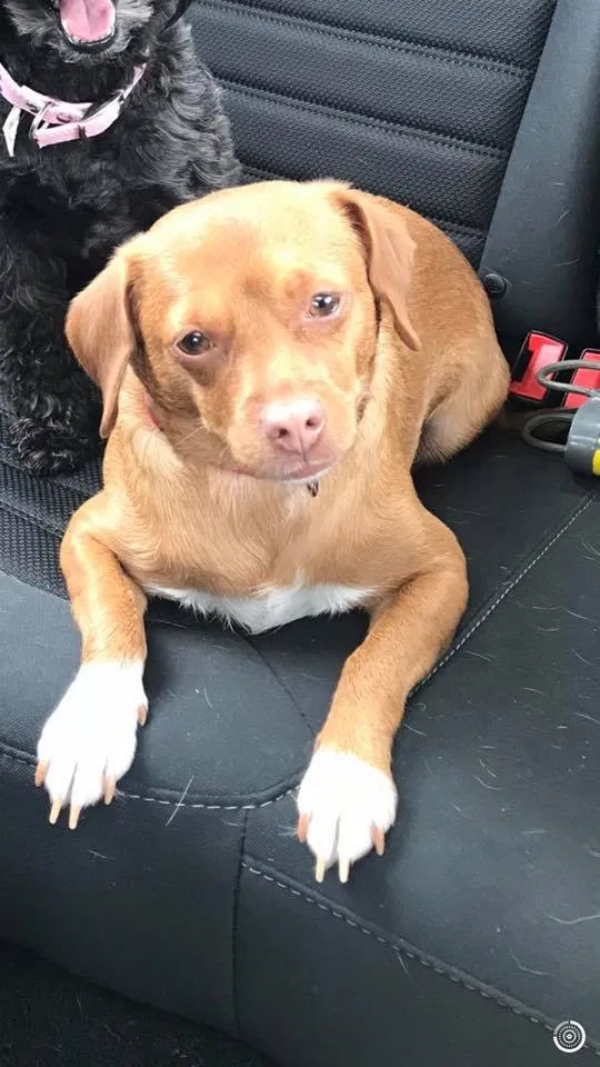 Lost dog in Lemont, PA, 16851