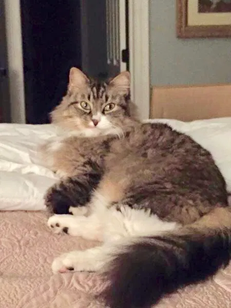 Lost cat in Baton Rouge, LA, 70810