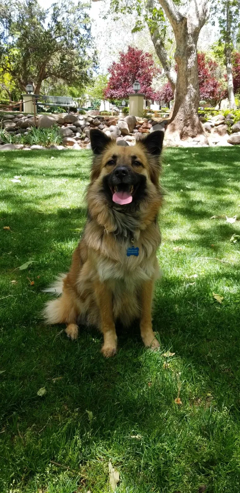 Lost dog in Surprise, AZ, 85379