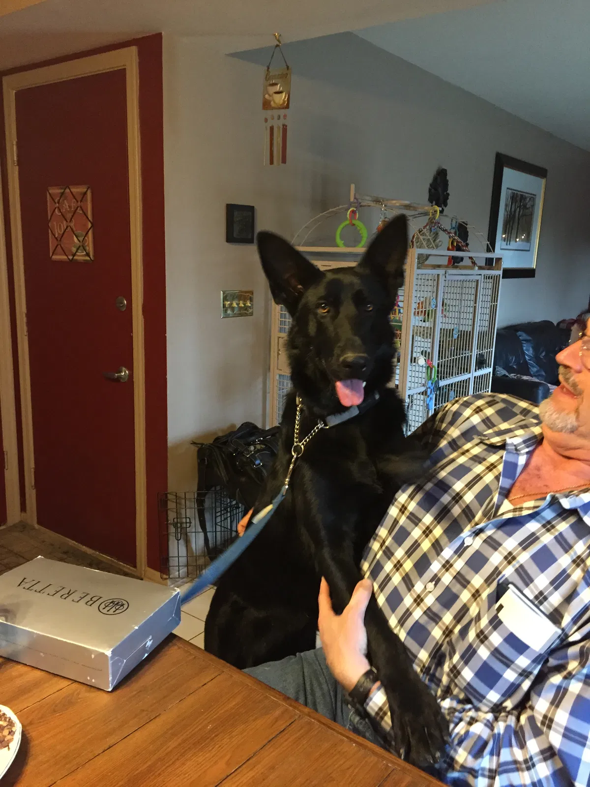Lost dog in Monrovia, IN, 46157