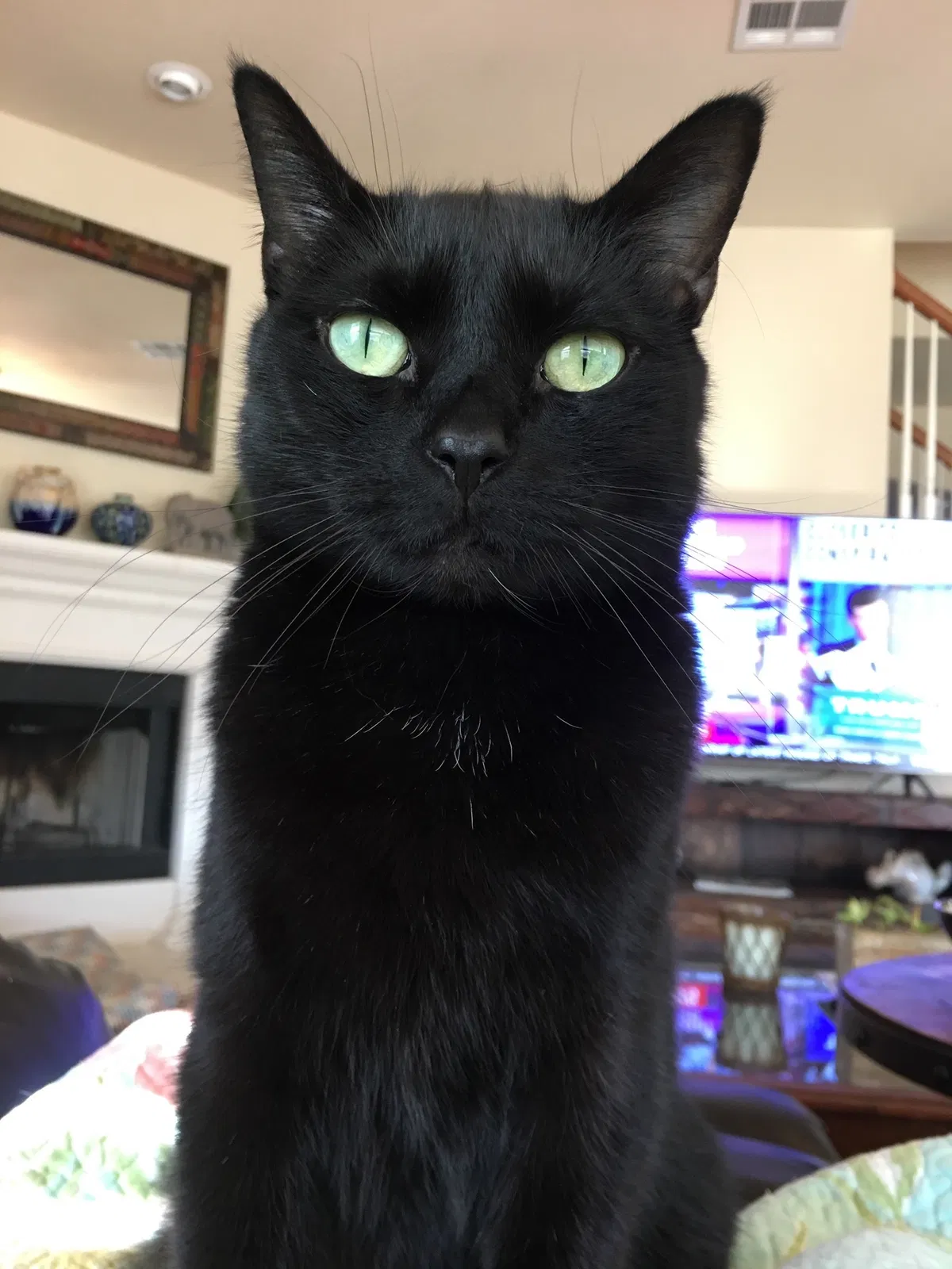 Lost cat in Kyle, TX, 78640