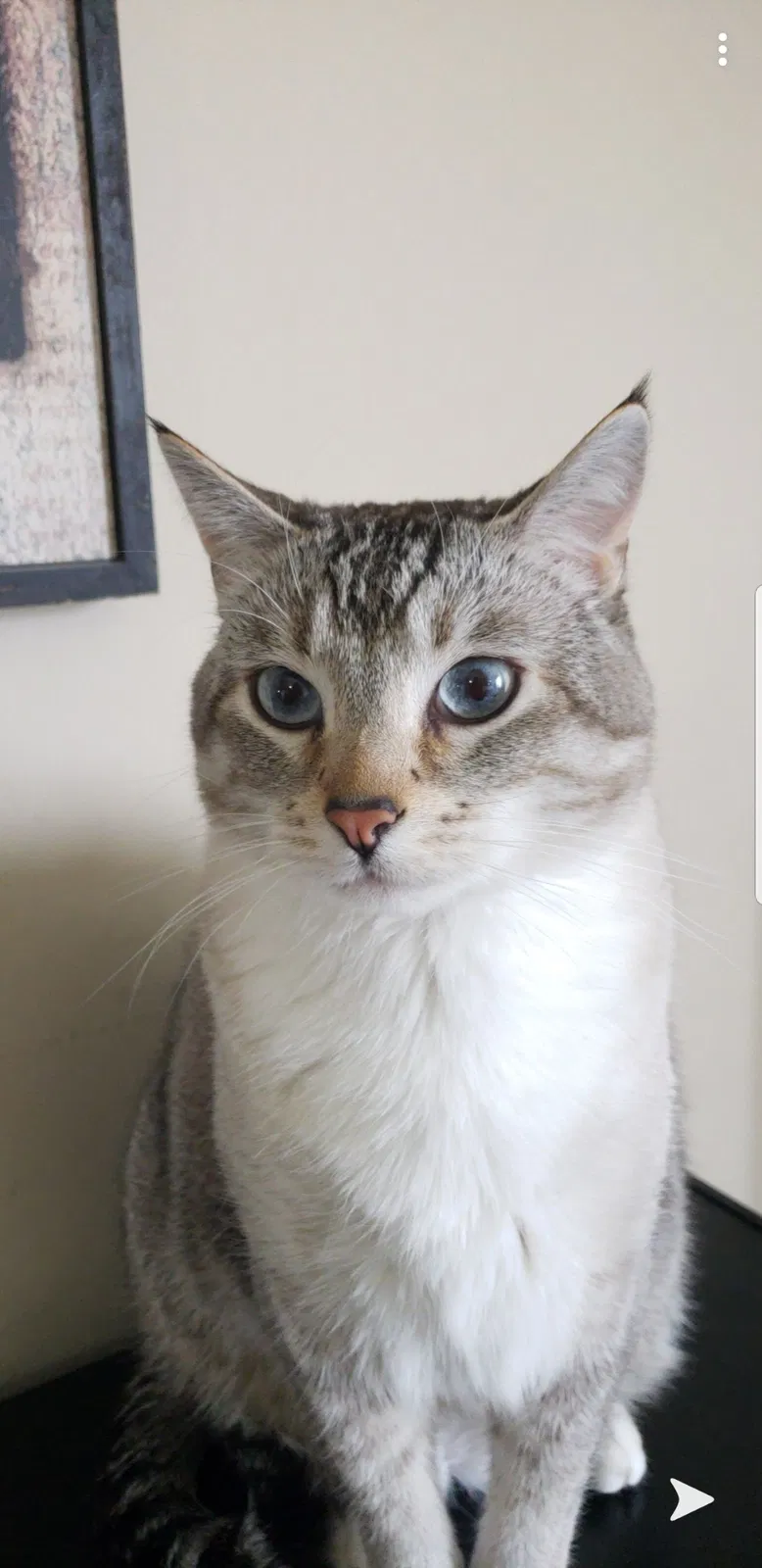 Lost cat in Wichita, KS, 67217