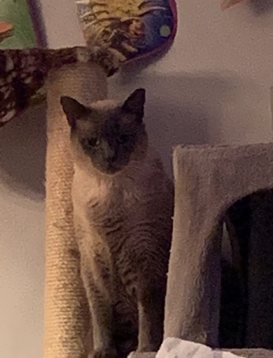 Lost cat in Cumming, GA, 30040