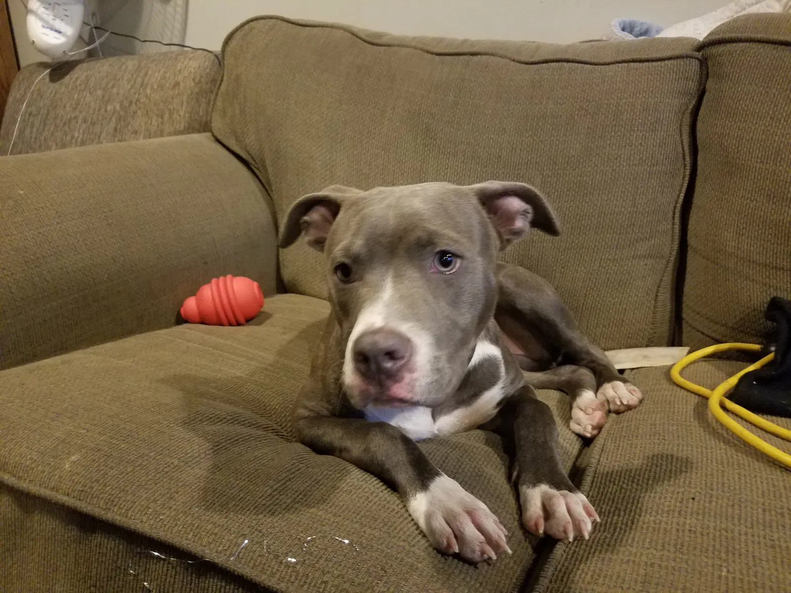 Lost dog in Denver, CO, 80226