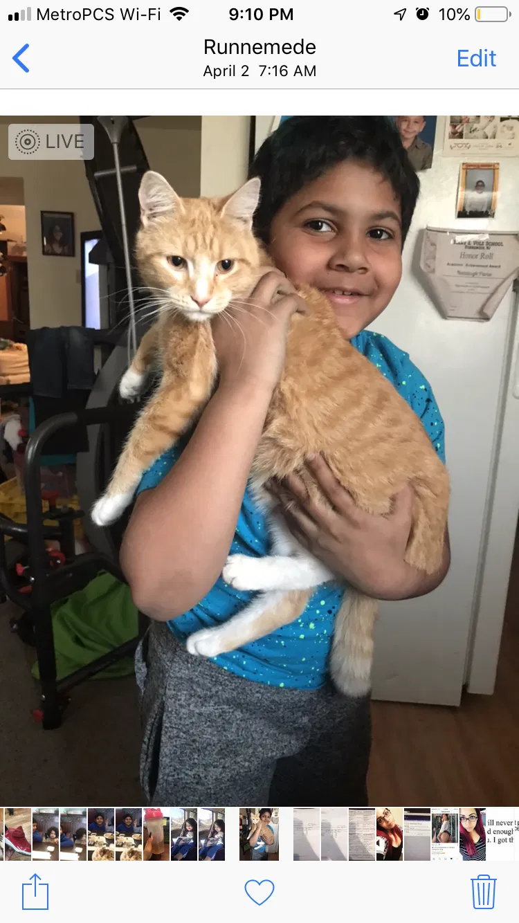Lost cat in Runnemede, NJ, 8078