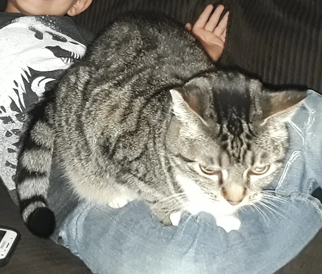 Lost cat in Marysville, CA, 95901