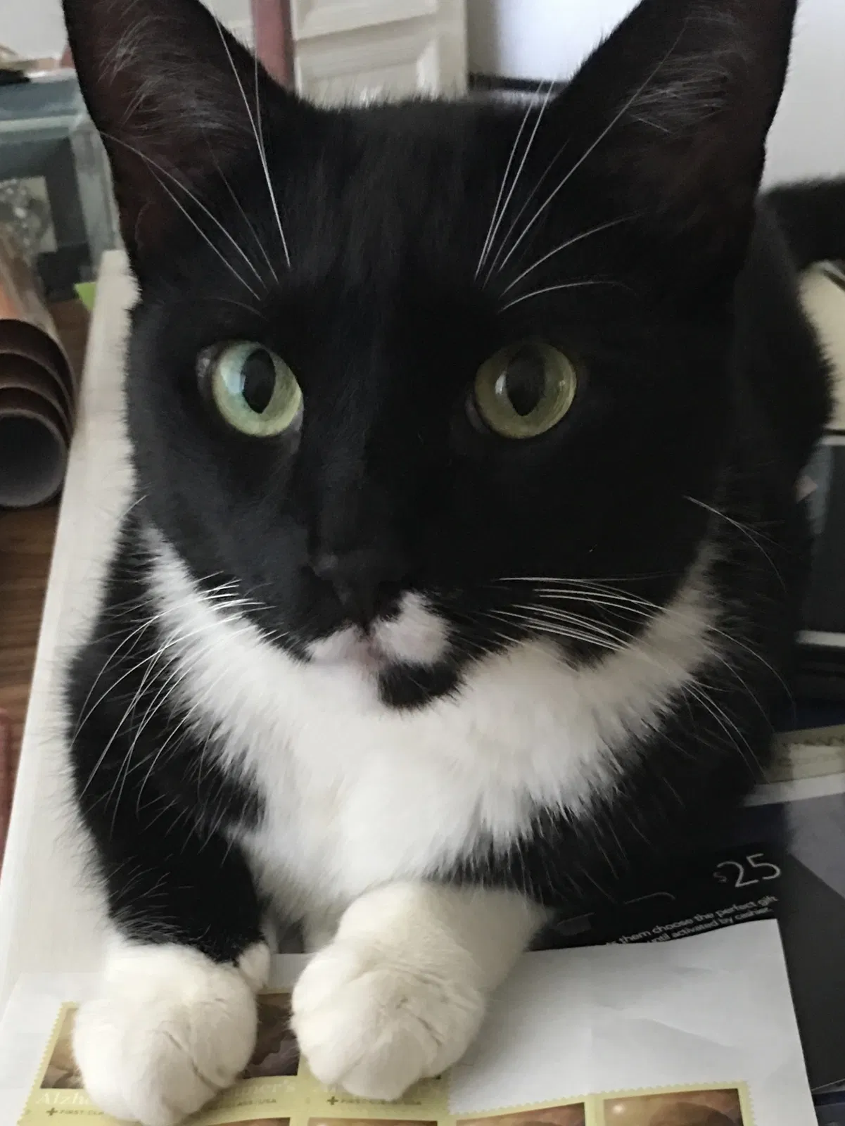 Lost cat in Winter Haven, FL, 33880