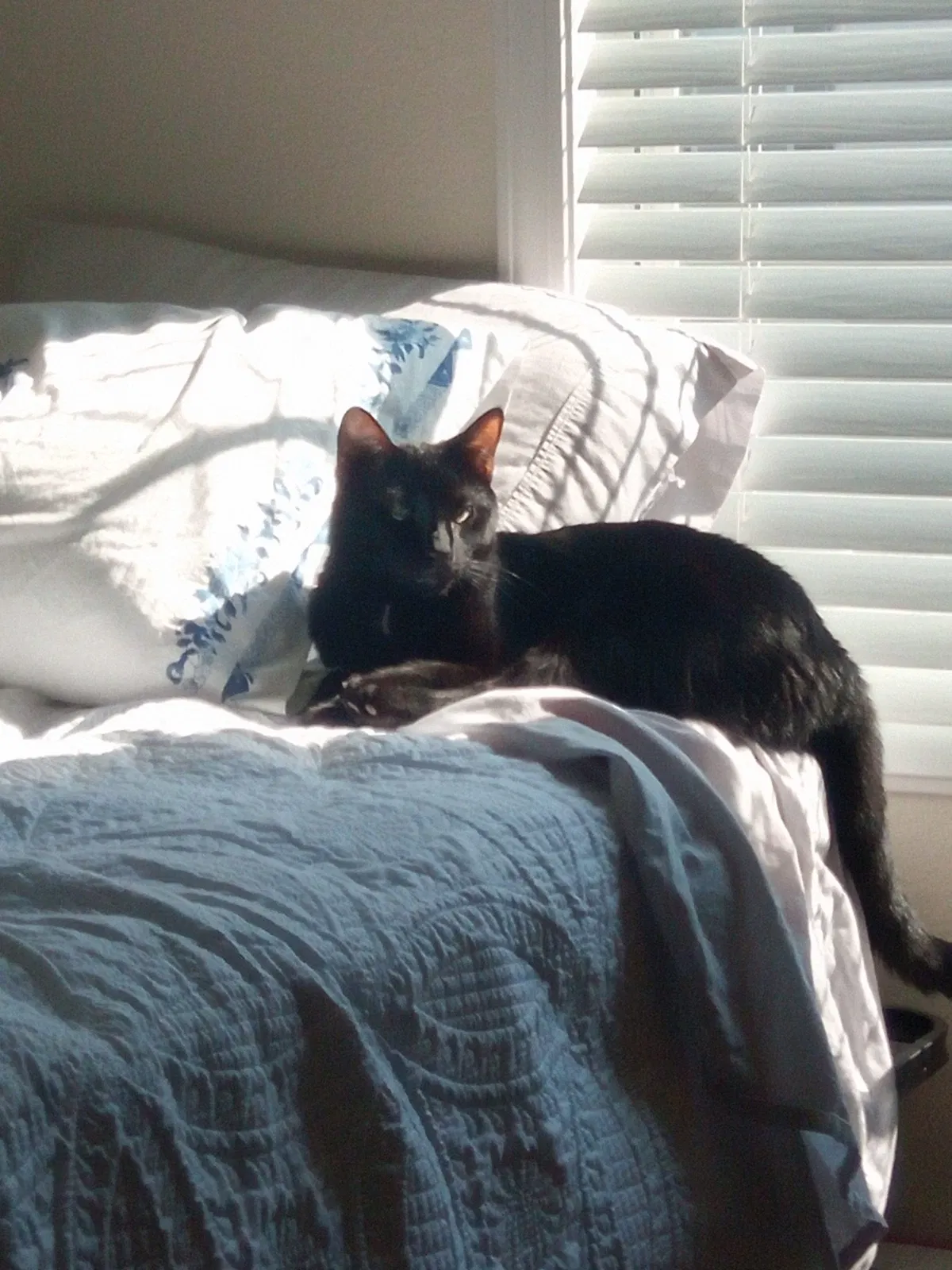 Lost cat in Goose Creek, SC, 29445