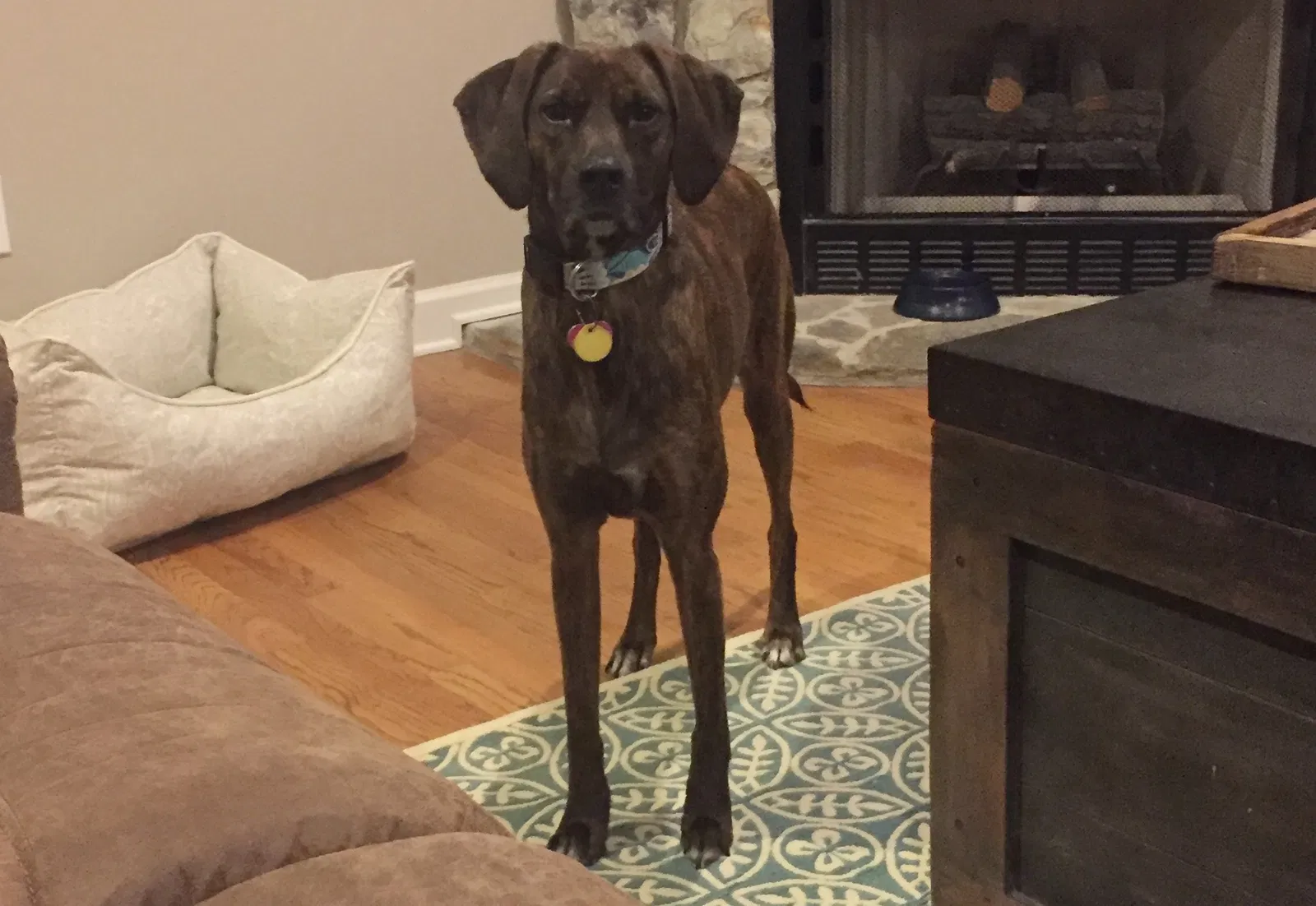 Lost dog in Greenville, SC, 29615