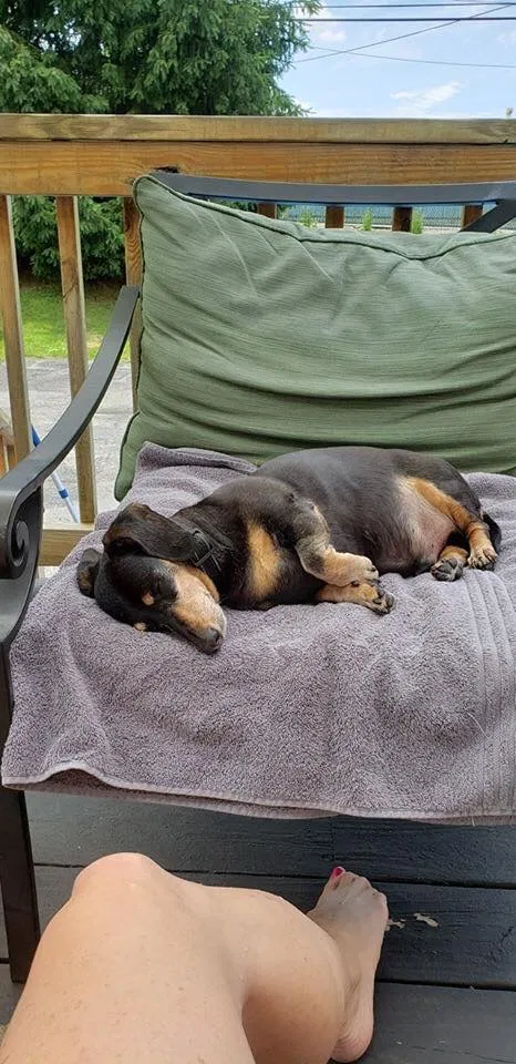 Lost dog in Bellefontaine, OH, 43311