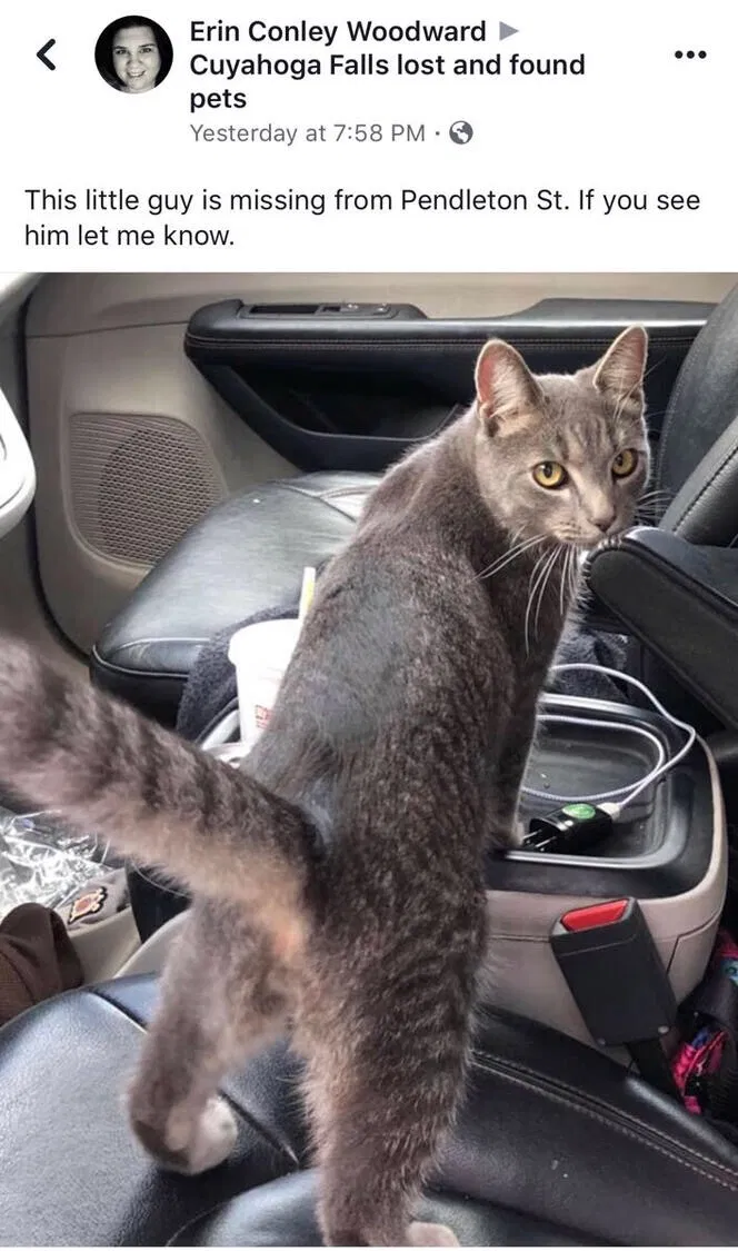 Lost cat in Cuyahoga Falls, OH, 44221