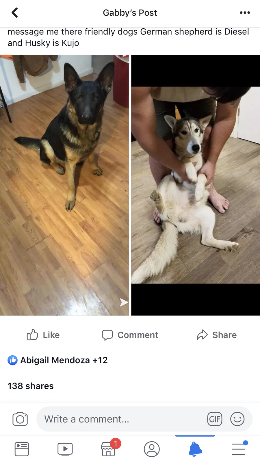 Lost dog in Morristown, TN, 37813