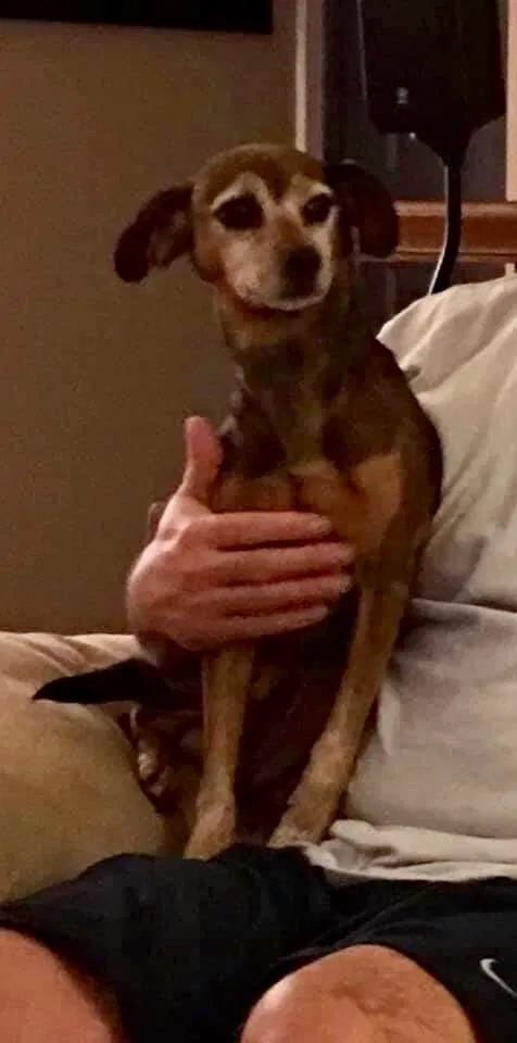 Lost dog in Kingsport, TN, 37660