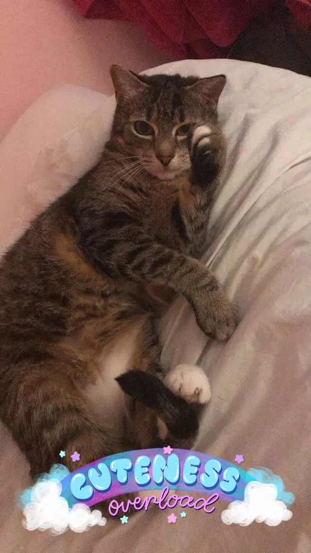 Lost cat in Haddonfield, NJ, 8033