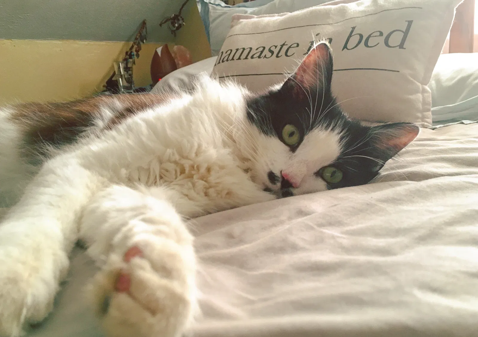 Lost cat in Asheville, NC, 28805