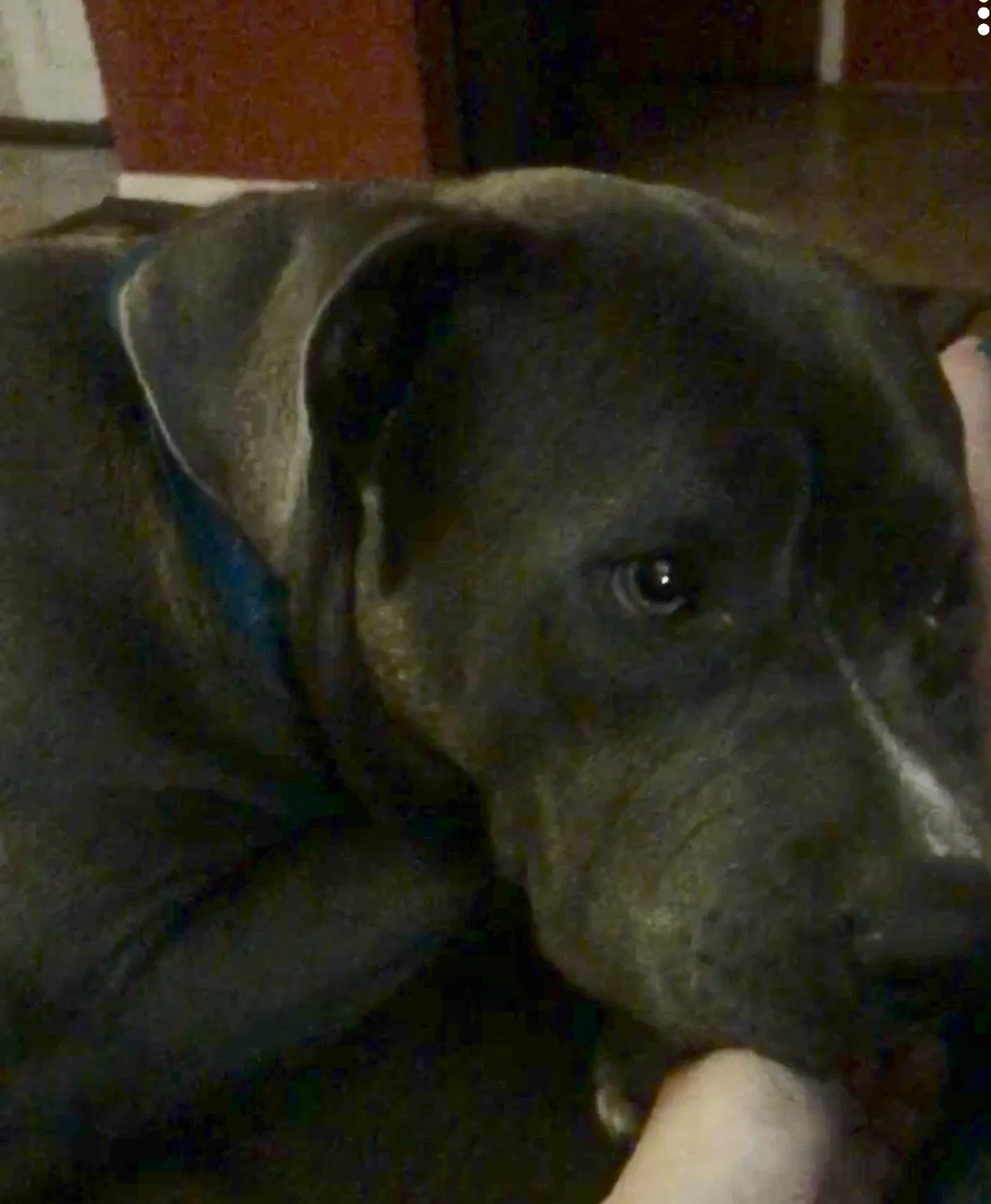 Lost dog in Fort Worth, TX, 76107