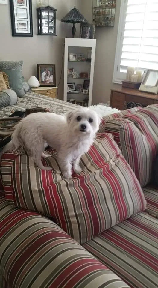 Lost dog in Riverside, CA, 92505