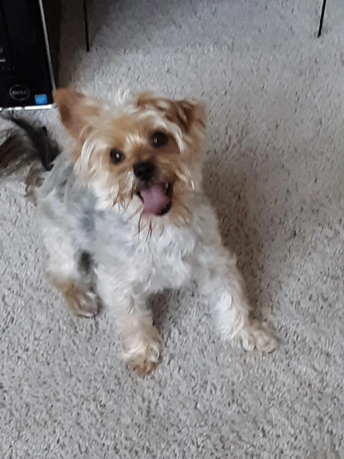 Lost dog in Escondido, CA, 92026