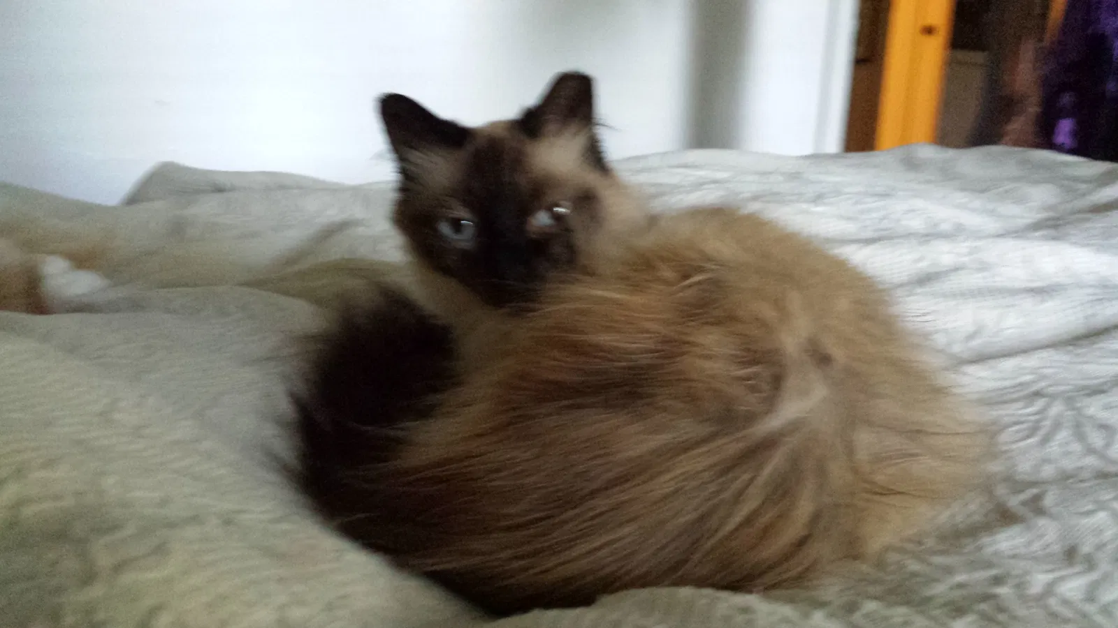 Lost cat in Pflugerville, TX, 78660