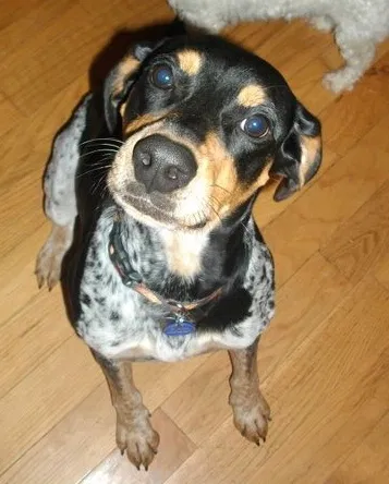 Lost dog in Knoxville, TN, 37924