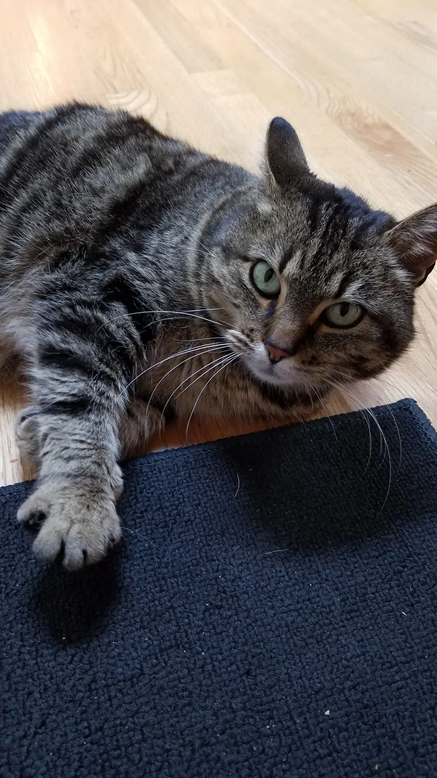 Lost cat in Tinley Park, IL, 60487