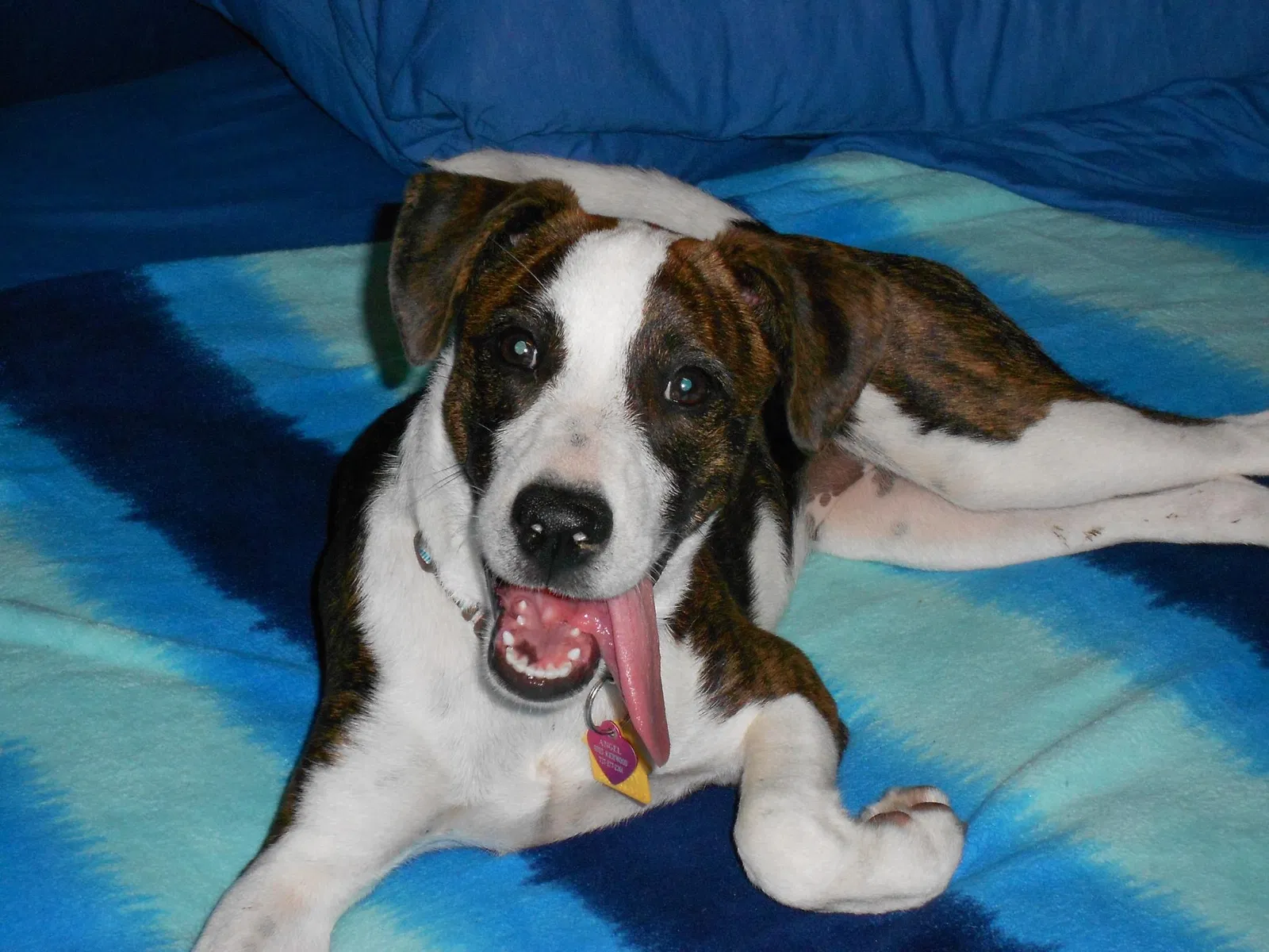 Lost dog in New Port Richey, FL, 34652