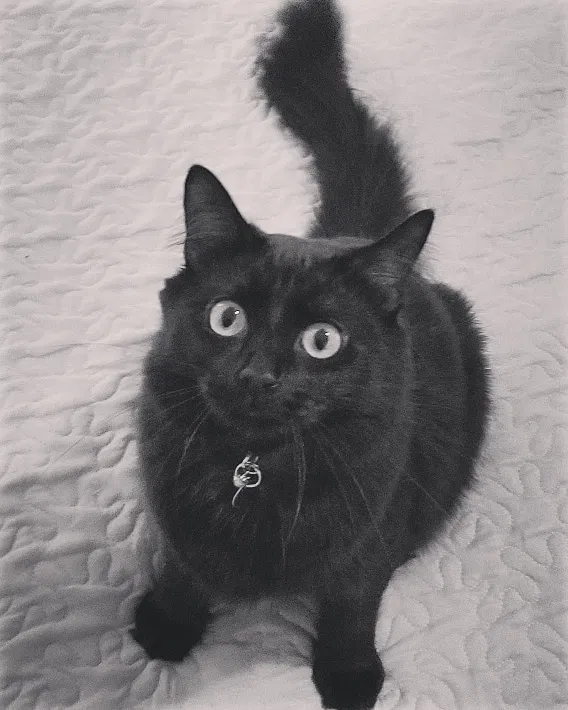 Lost cat in Marysville, WA, 98270