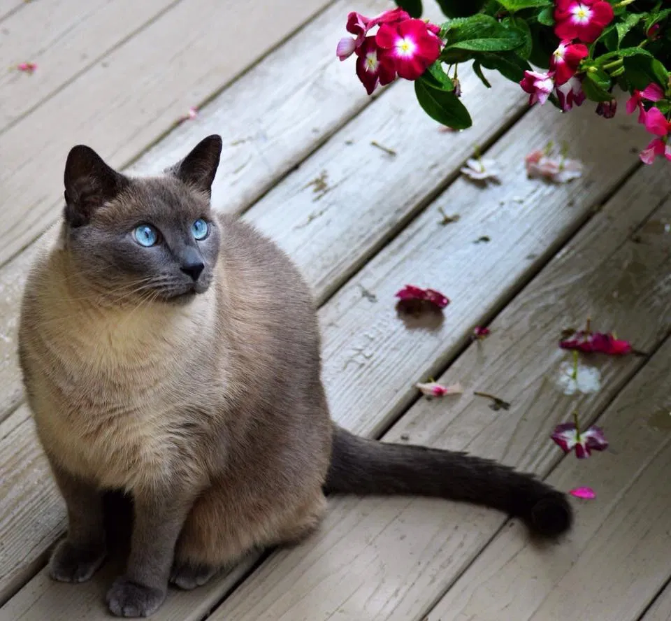 Lost cat in Mount Juliet, TN, 37122