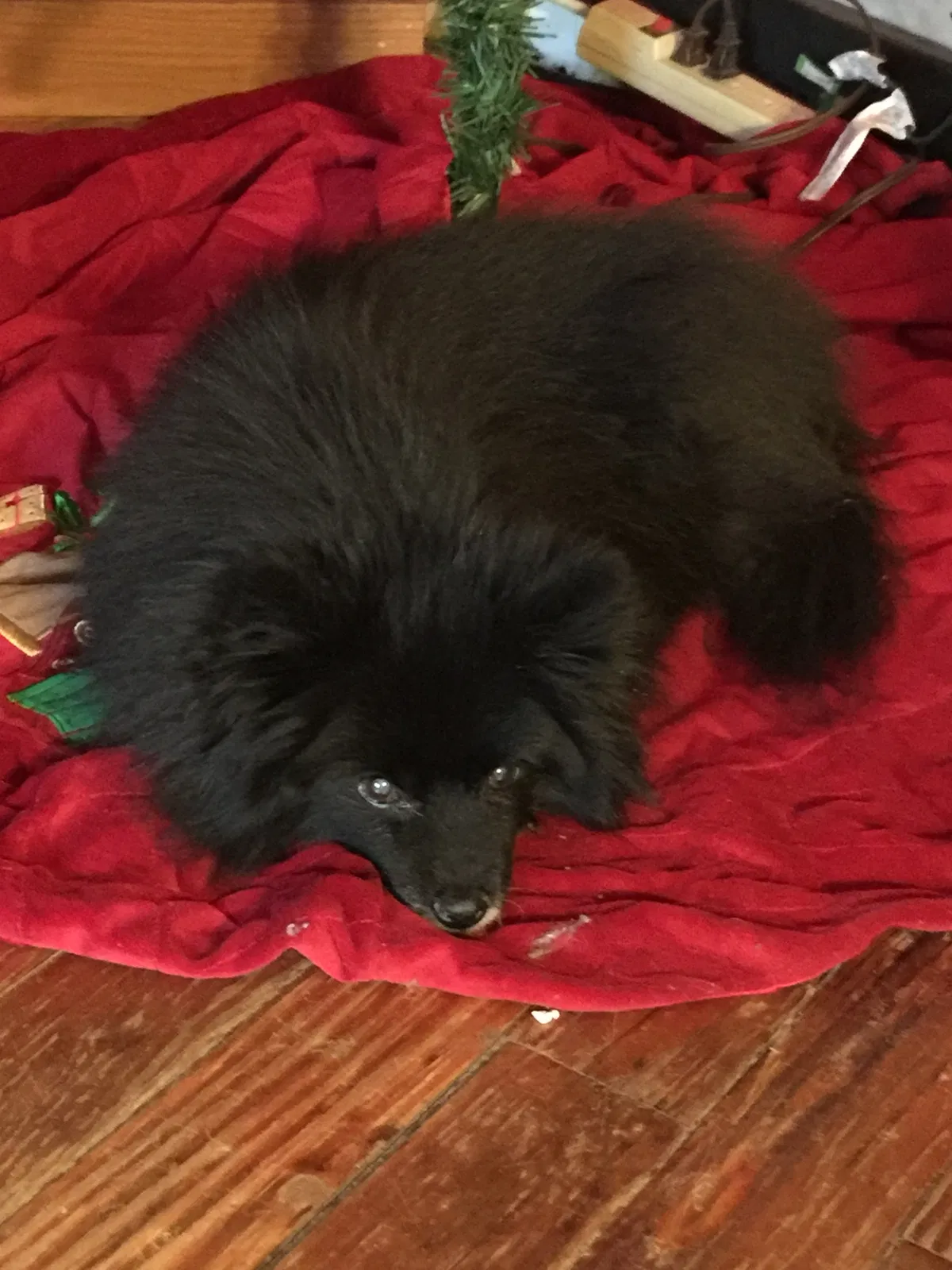Lost dog in Beverly, OH, 45715