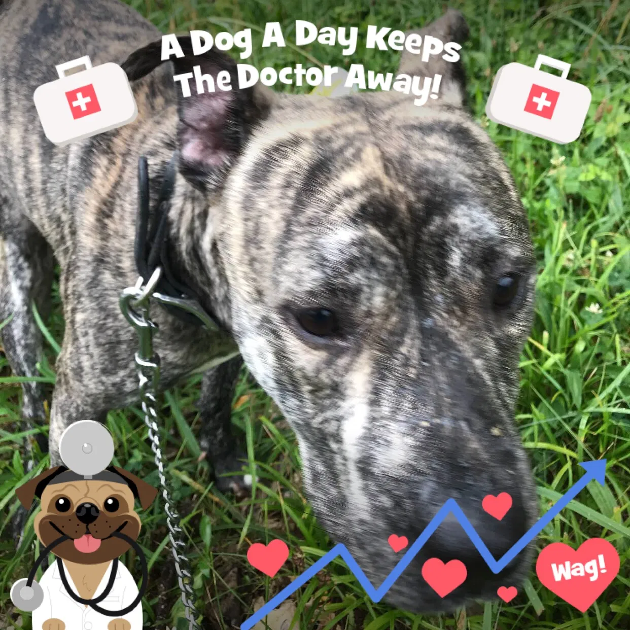 Lost dog in Knoxville, TN, 37914