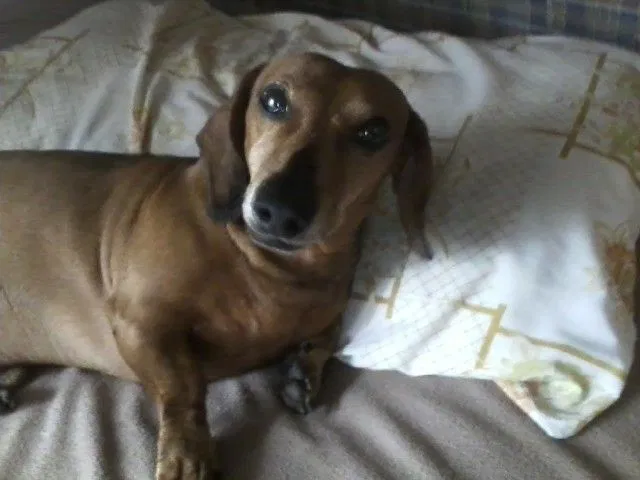 Lost dog in Arkansas City, KS, 67005
