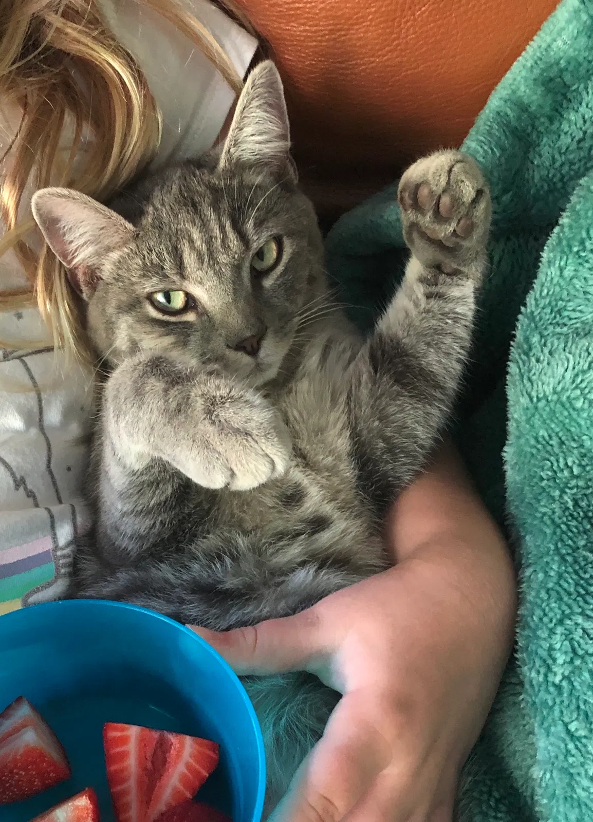 Lost cat in Concord, NC, 28025