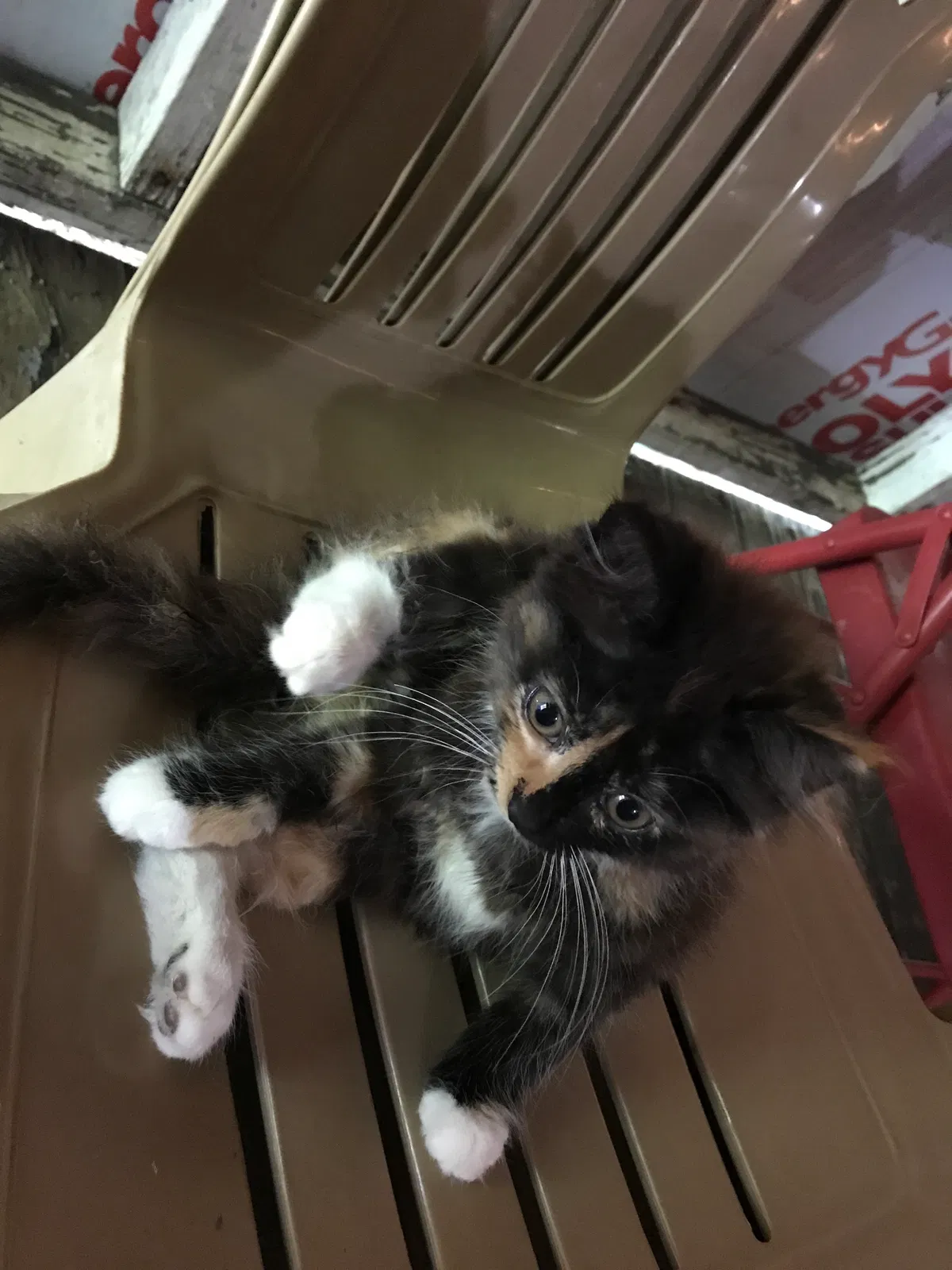 Found cat in Carrollton, GA, 30116