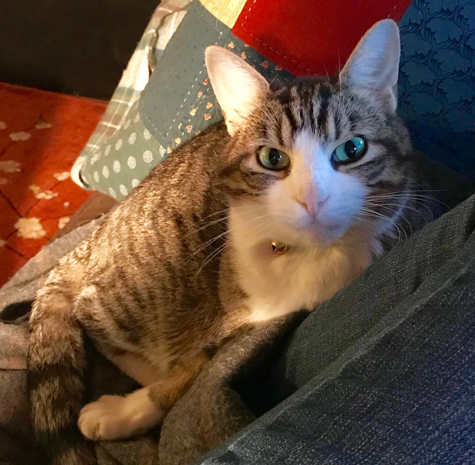 Lost cat in Madison, WI, 53705
