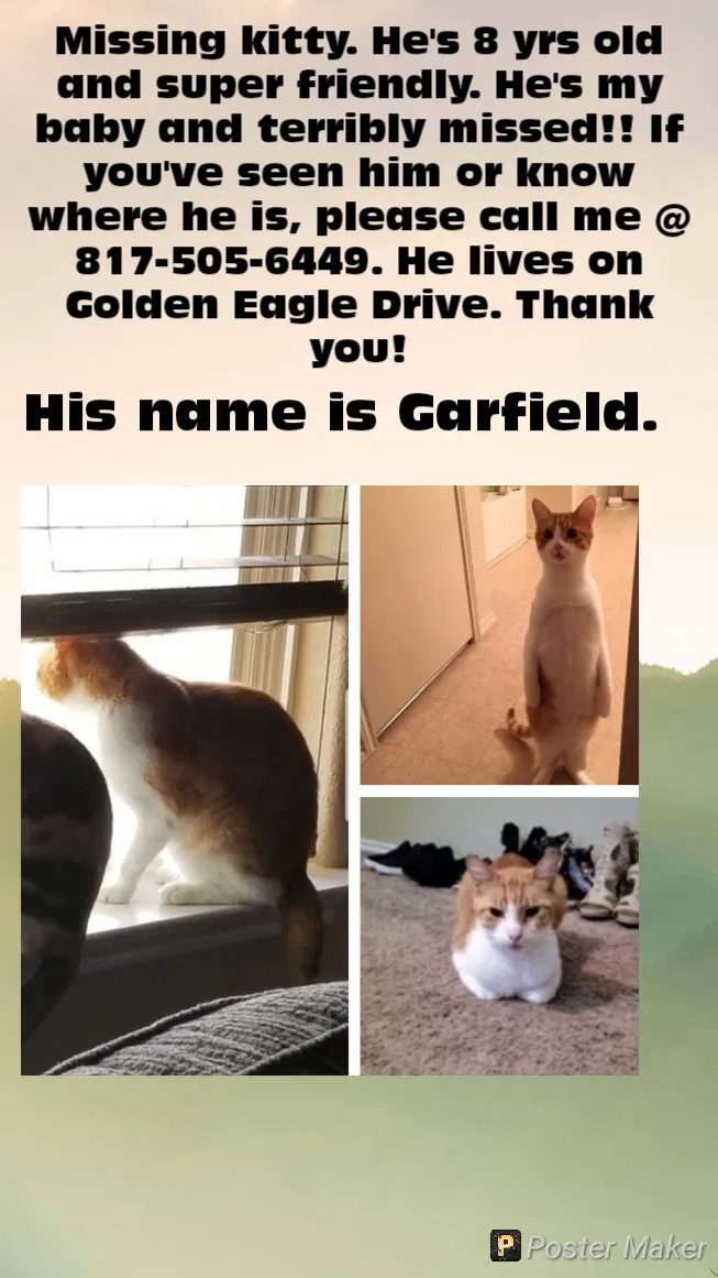 Lost cat in Killeen, TX, 76549