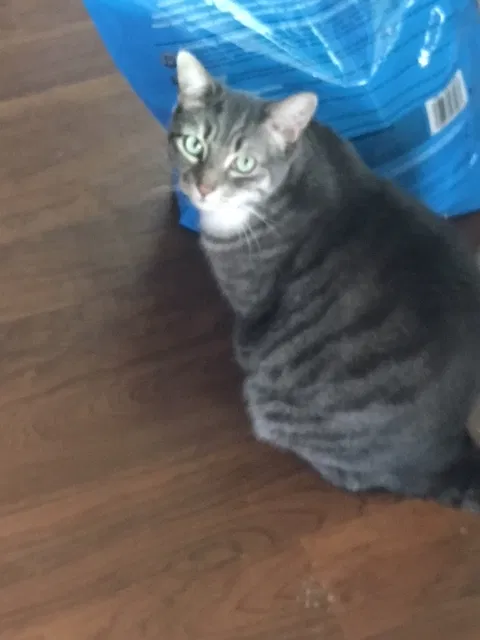 Lost cat in Rancho Cordova, CA, 95670