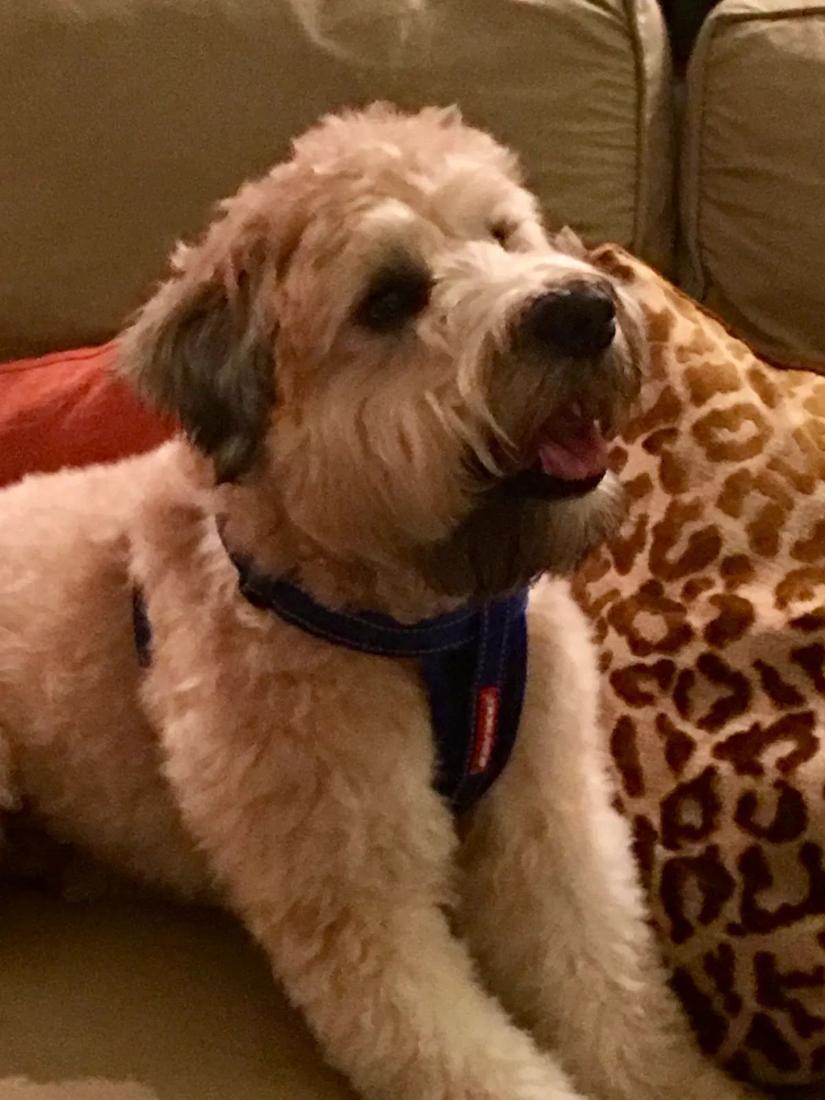 Lost dog in Lawrenceville, GA, 30043