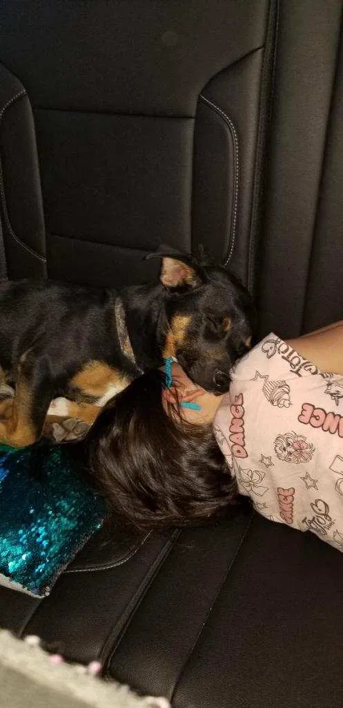 Lost dog in Pueblo, CO, 81005