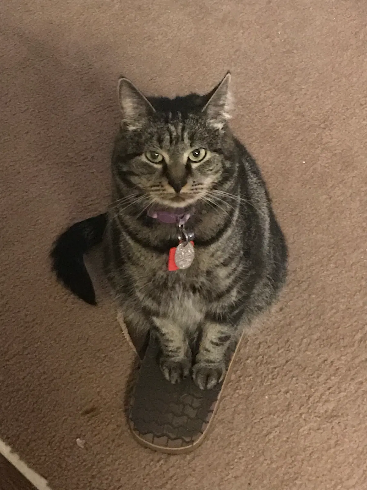 Lost cat in Carrboro, NC, 27510