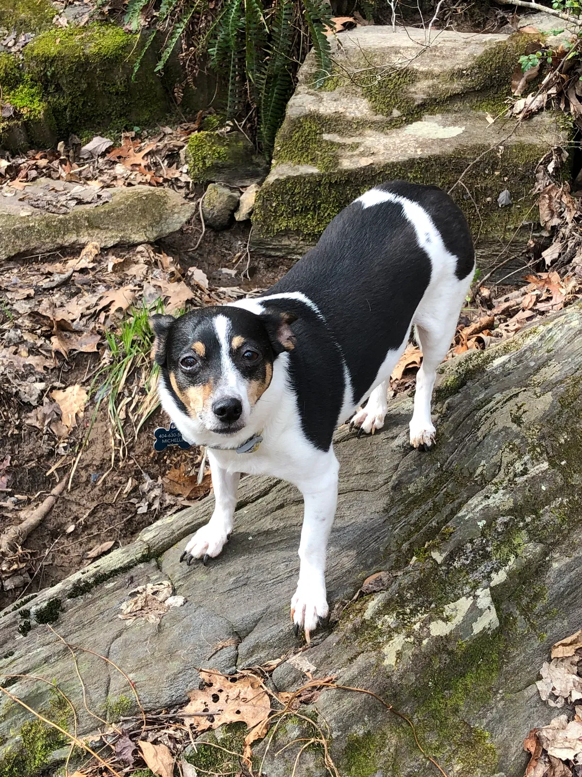 Lost dog in Atlanta, GA, 30316