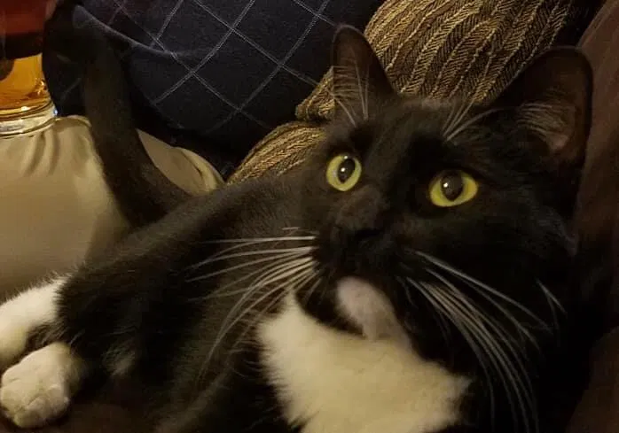 Lost cat in West Sacramento, CA, 95691