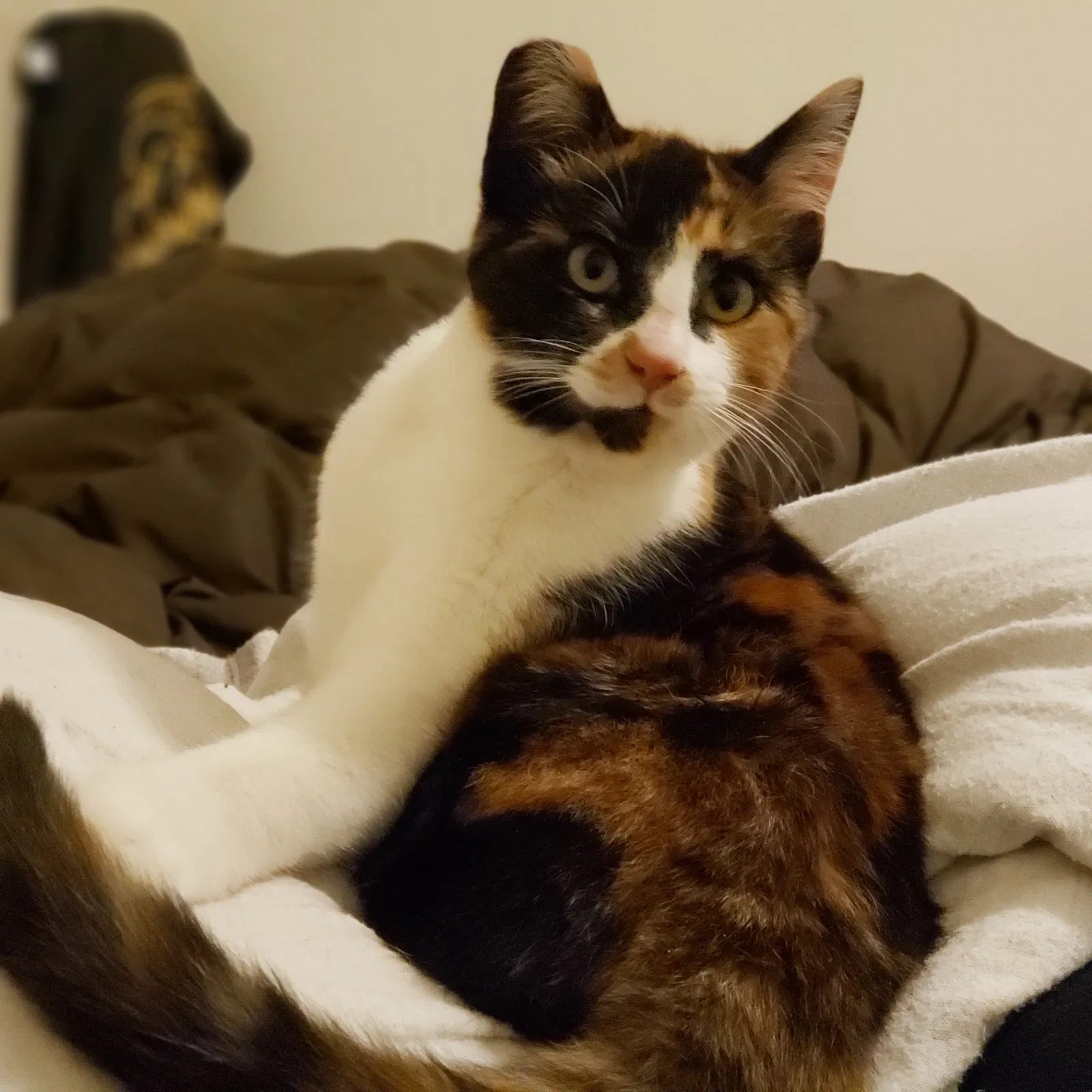 Lost cat in Lincoln, CA, 95648