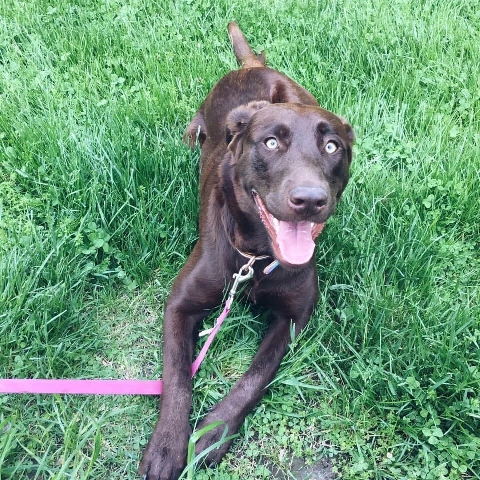 Lost dog in Iowa City, IA, 52240