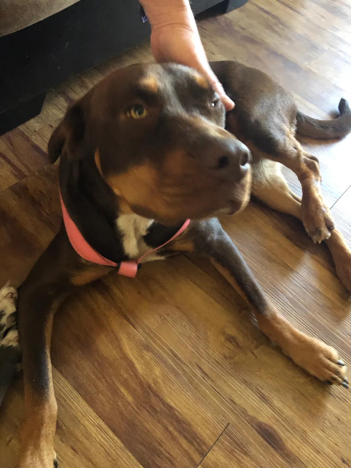 Lost dog in Phoenix, AZ, 85024